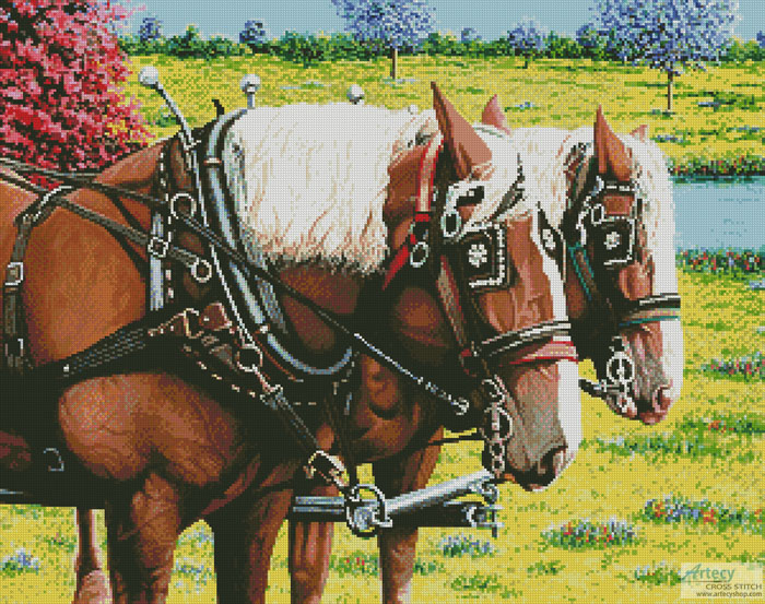 Clydesdales in the Meadows (image for) Clydesdales in the Meadows
